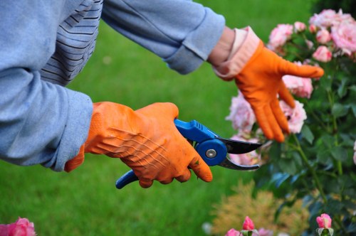 Specialist trimming a mature hedge in a north London garden